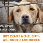 Soi Dog Foundation Landing Page