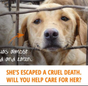 Soi Dog Foundation Landing Page