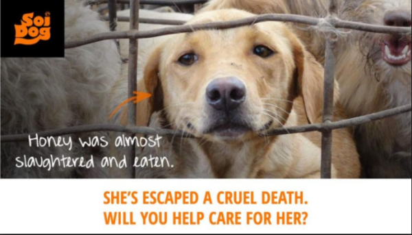 Soi Dog Foundation Landing Page