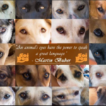 Soi Dog Foundation