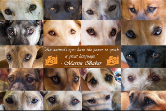 Soi Dog Foundation